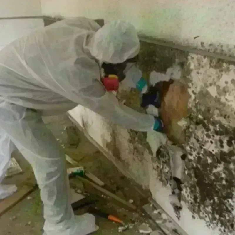 Mold Remediation and Removal in Belleville, IL